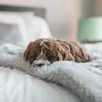 sindrome del vomito biliare cane
