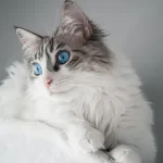 sindrome intestino permeabile gatto