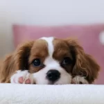 vomito con schiuma bianca cane