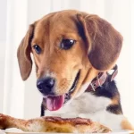 Allergia al pollame nel cane: sintomi e trattamento