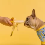 Banana al cane? I pro e i contro per la salute canina