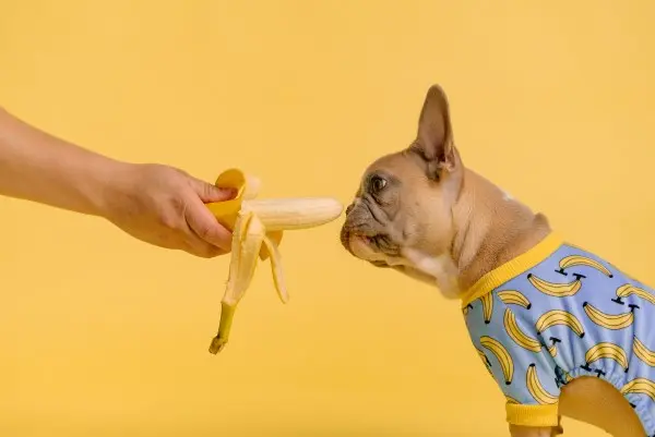 banana cane
