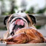 Il cane può mangiare solo carne di pollo?