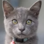 carenza di taurina gatto