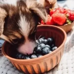 Che frutta possono mangiare i cani?