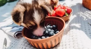 che frutta possono mangiare i cani