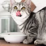 Dieta per il gatto con insufficienza renale cronica