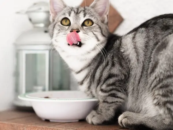 dieta gatto insufficienza renale