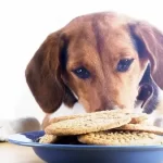 È sicuro offrire dolci al cane e al gatto?