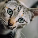 felv