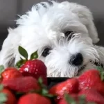 fragole cane