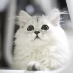 Gastroenterite nel gatto: cause, sintomi e trattamento