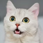 laringite gatto