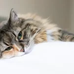 Linfoma nel gatto: sintomi, diagnosi e trattamento