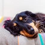 Macroadenoma ipofisario nel cane