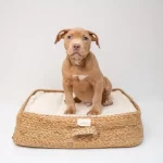Meningite nel cane: cause, sintomi e trattamento