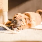 Occlusione intestinale nel cane: sintomi e trattamento