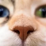 Polipi nasali nel gatto: cause, segni clinici e trattamento
