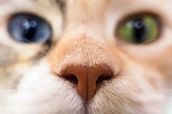 polipi nasali gatto