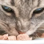 taurina gatto