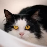 Anemia nel gatto: come riconoscerla e trattamento