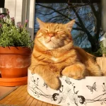 colpo di calore gatto