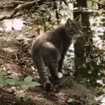 giardiasi gatto
