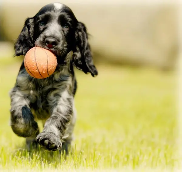 infezione da tricocefali cane