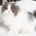 malattia del rene policistico gatto