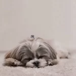 russamento cane