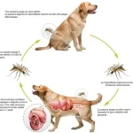 Ciclo vitale filaria