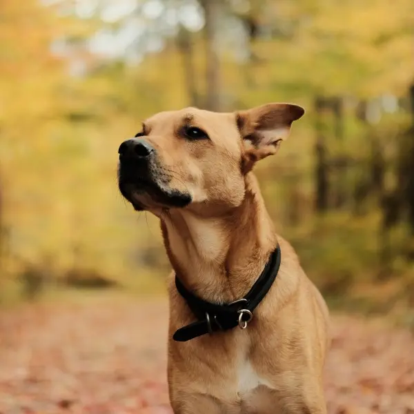 insufficienza cardiaca cane