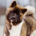 Malattie della tiroide nel cane: tipi, sintomi e trattamento