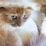 Pericardite nel gatto: sintomi, cause e trattamento
