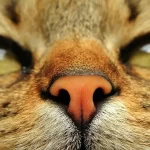 secrezione nasale gatto