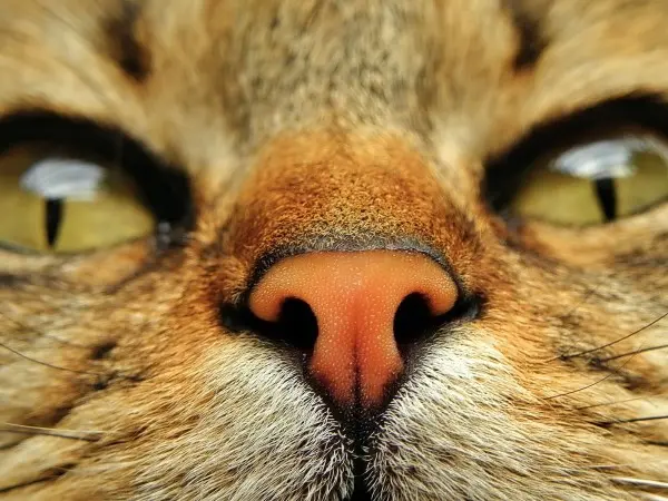 secrezione nasale gatto