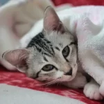 Versamento pleurico nel gatto: cause, sintomi e cura