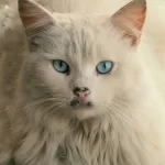 Vomito con sangue (ematemesi) nel gatto: cause e cura
