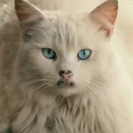 vomito con sangue gatto