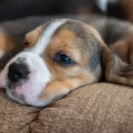 Shunt portosistemico nel cane: sintomi e trattamento