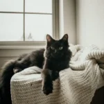 calcoli renali gatto