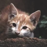 istoplasmosi gatto
