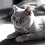 Proteinuria nel gatto: sintomi, cause e trattamento
