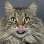 8 motivi per cui il tuo gatto ha sempre fame