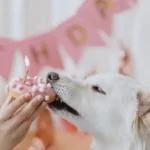 cane cannella