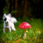 I funghi sono pericolosi per il cane?
