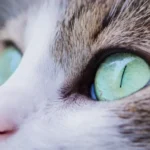 Uveite nel gatto: cause, segni clinici e terapia