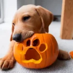 zucca al cane