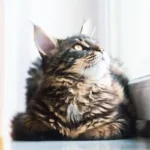 colangite gatto
