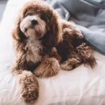 Ipercalcemia nel cane: cause, sintomi e trattamento